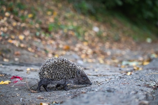 拜仁慕尼黑 拜仁慕尼黑